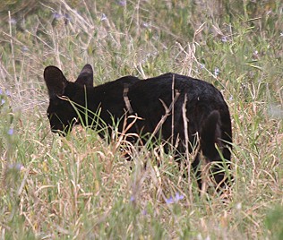 Black Serval, Tsavo West - Lumo Sanctuary